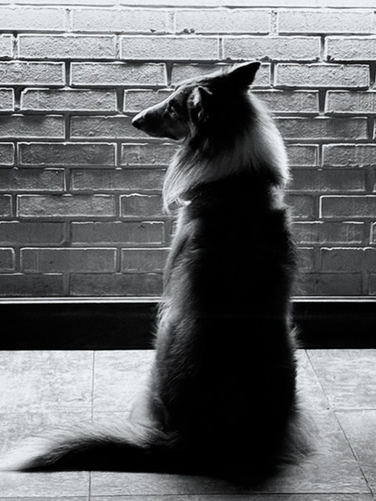 Noah, el perro de Niquito, mirando por la ventana del bistrot en zona 14